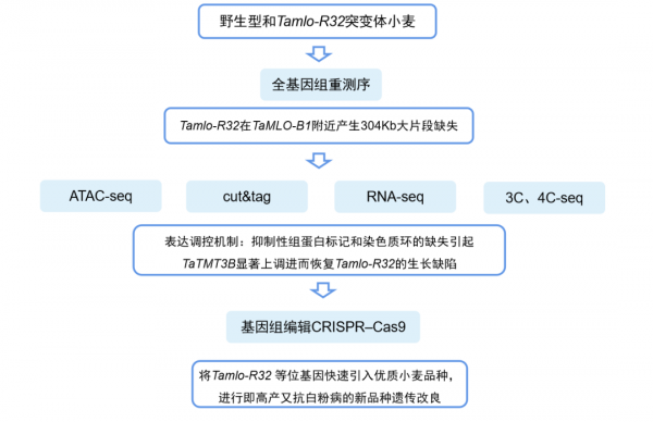 登頂Nature&vert;產量&plus;抗性，魚和熊掌也可兼得