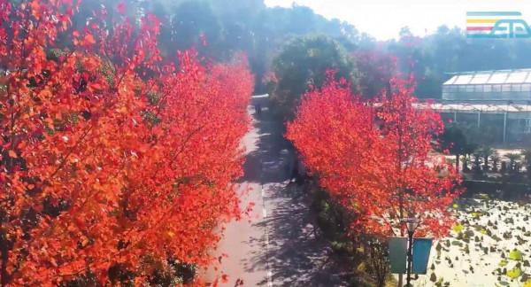 “楓”景如畫,湖南省植物園彩葉植物等你來觀賞 “楓”景如畫,湖南省植物園彩葉植物等你來觀賞