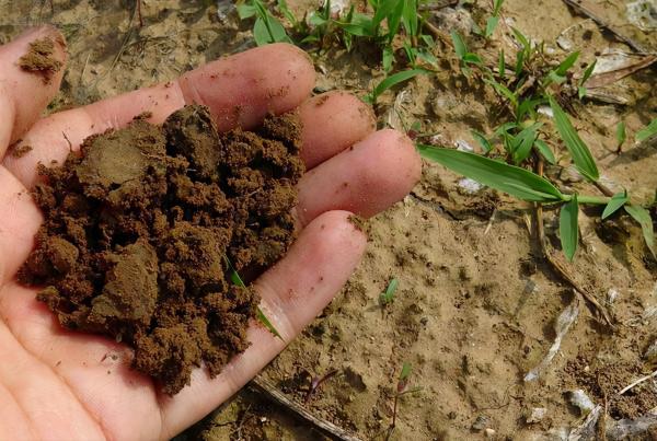養花就用這4種“高磷肥”,不光生長旺盛,枝葉翠綠,開花更有勁 養花就用這4種“高磷肥”,不光生長旺盛,枝葉翠綠,開花更有勁