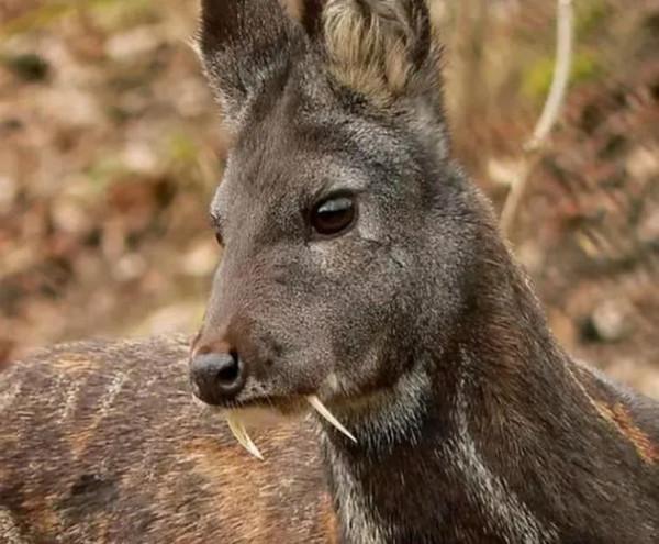 李西的神奇動物就在你我身邊——馬麝