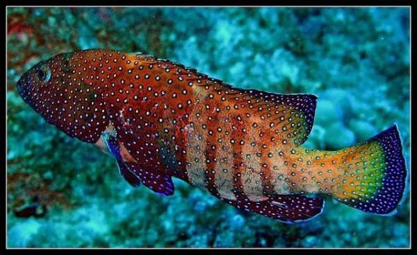 70種珍貴的魚欣賞（圖）