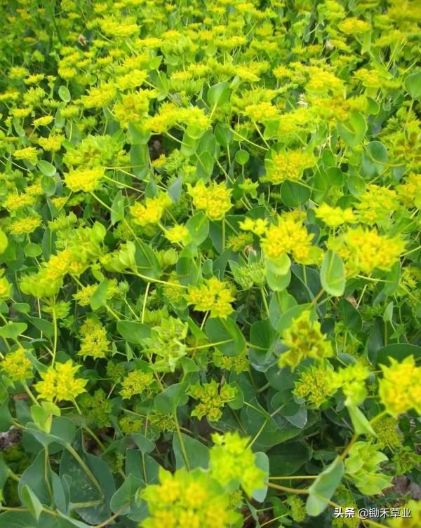 葉上黃金-柴胡 葉上黃金-柴胡