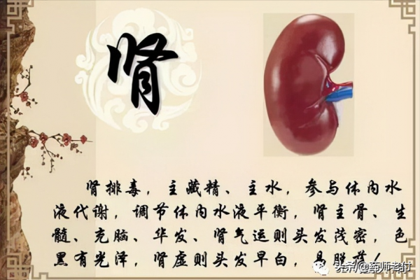 養腎就是養命根，這裡告訴你關於養腎的最全知識，建議收藏