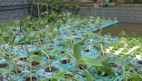 “讓魚兒住進樓房”成為全國首創