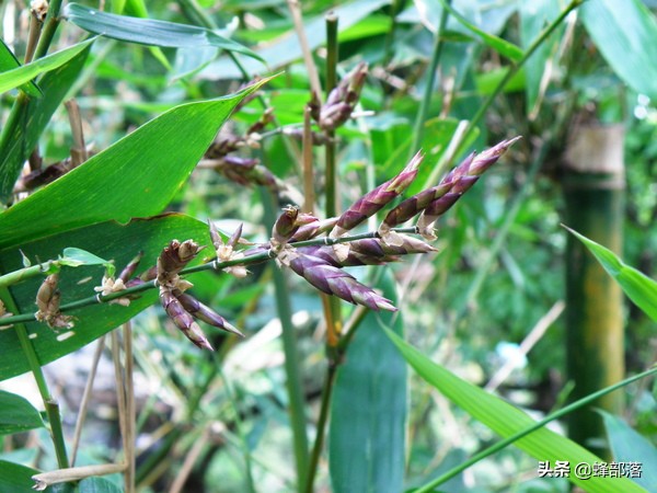 “竹子開花,馬上搬家”有啥寓意?不搬家會怎樣?3方面帶你瞭解 “竹子開花,馬上搬家”有啥寓意?不搬家會怎樣?3方面帶你瞭解