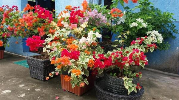 直擊三角梅的盆栽現場