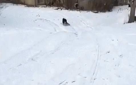 冬季適合養這幾種狗,抗凍又可以當暖手寶 冬季適合養這幾種狗,抗凍又可以當暖手寶