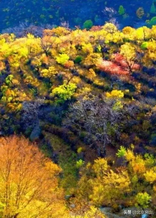 秋意濃，房山紅 ！快到房山這三地遇見色彩斑斕的秋天