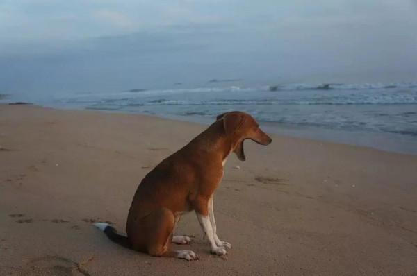 斯里蘭卡--回味無窮的青橄欖