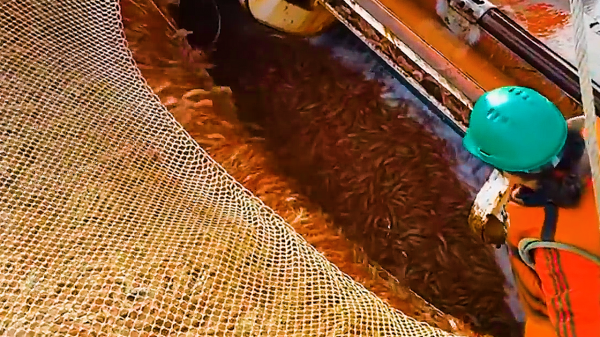 被稱為海上金礦的南極磷蝦，多國爭先捕撈，中國將是最大黑馬？