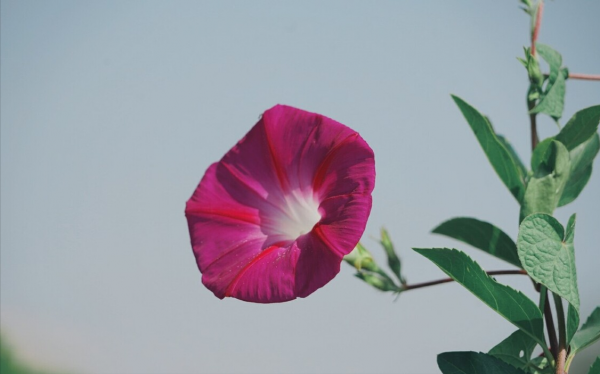 “越漂亮的花越有毒”!認識11種“有毒植物”,遠離危害 “越漂亮的花越有毒”!認識11種“有毒植物”,遠離危害
