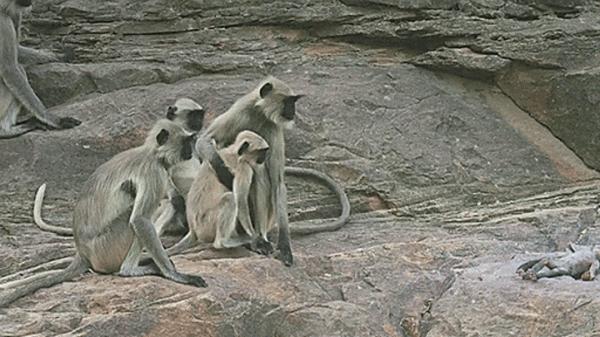 動物比人更深情,面對同伴死去,動物哀悼的方式讓人心酸、淚目 動物比人更深情,面對同伴死去,動物哀悼的方式讓人心酸、淚目