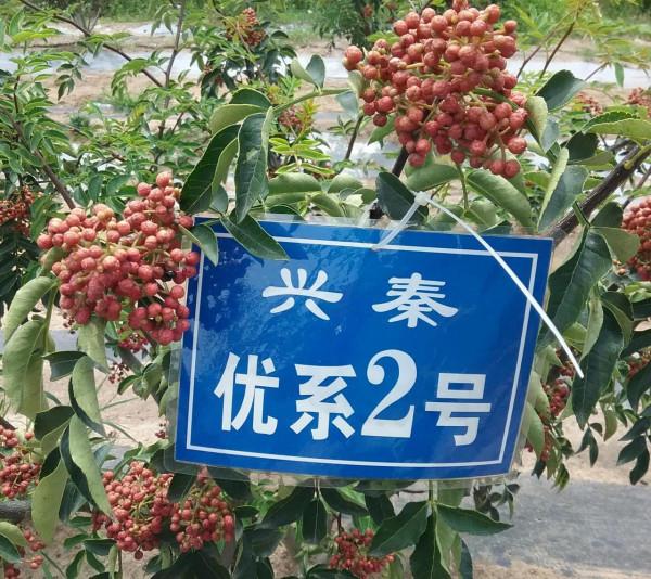 無刺花椒樹