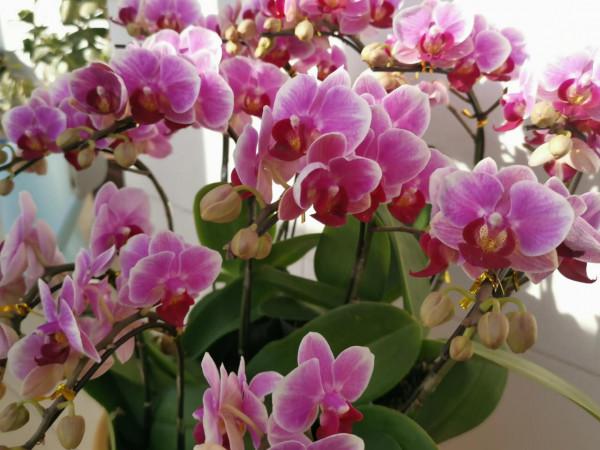 一盆盛開的蝴蝶蘭花