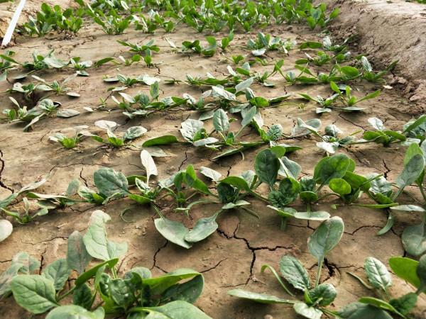 秋季青菜不出苗，常見的小問題，學會輕鬆解決