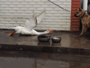 又髒又野,但真招人喜歡 又髒又野,但真招人喜歡