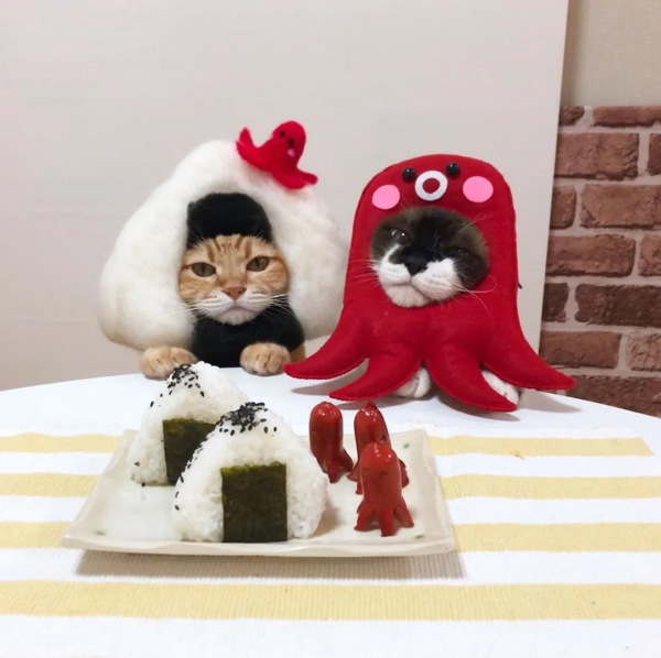 日本一鏟屎官把貓咪打扮成食物！網友：太可愛了！忍不住想吃掉
