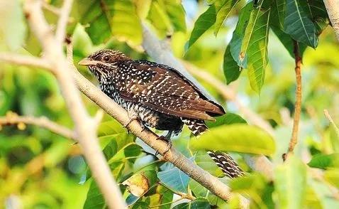 分享鳥類圖片-噪鵑