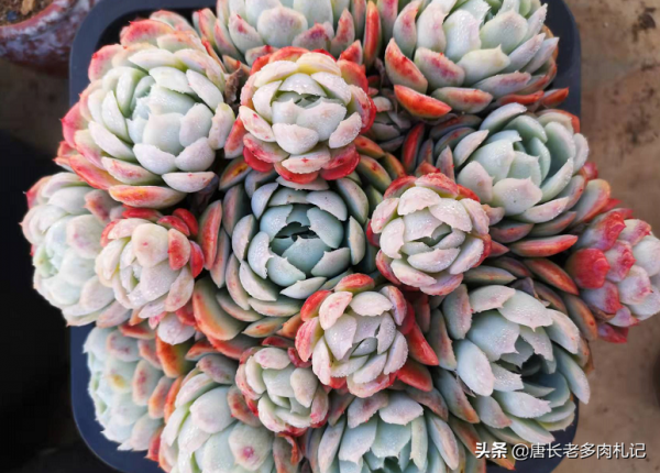 多肉沒收進室內，被凍得嘎嘣脆？別扔，這樣處理興許還能活過來