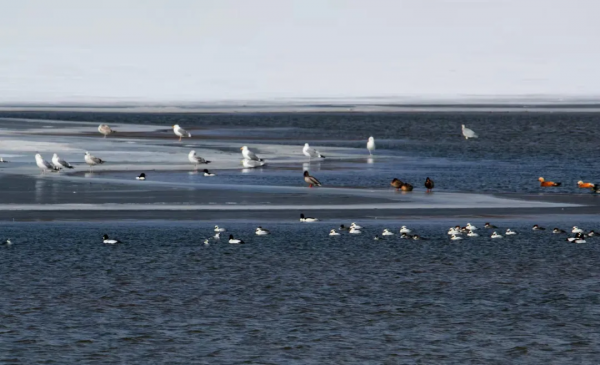 30多隻難得一見的&OpenCurlyDoubleQuote;熊貓鴨&rdquo;現身昌平沙河水庫