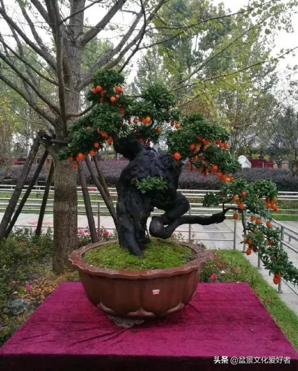 看到這些金彈子盆景樁頭,才覺得自己養的只能算是盆不是景 看到這些金彈子盆景樁頭,才覺得自己養的只能算是盆不是景