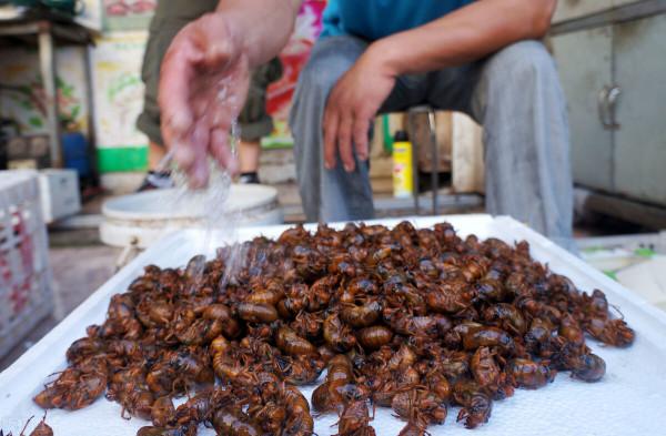 農村不愁銷路的致富專案有哪些?4個不愁賣的值得考察 農村不愁銷路的致富專案有哪些?4個不愁賣的值得考察