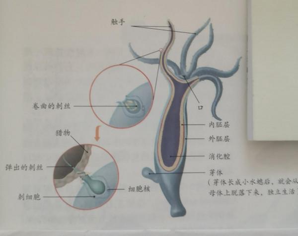 動物的主要類群(一) 動物的主要類群(一)