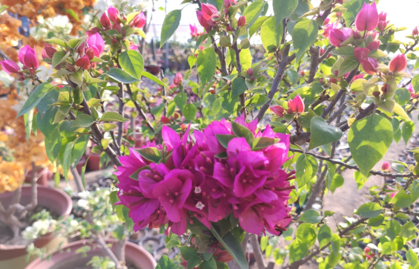 秋季三角梅滿頭花苞，這4件事做錯一件，都會縮短花期，引起落蕾