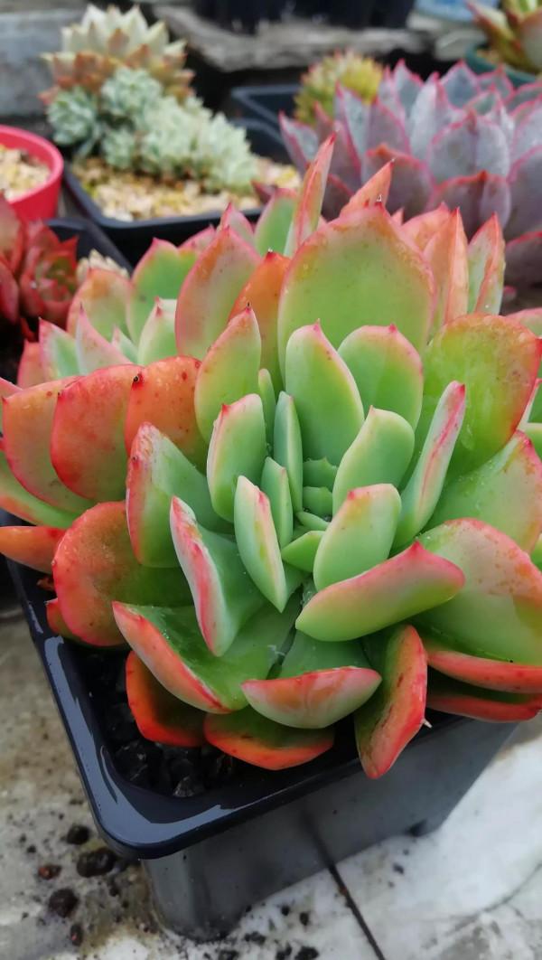 有人被我帶入肉坑,看看給新手都買了什麼肉 有人被我帶入肉坑,看看給新手都買了什麼肉