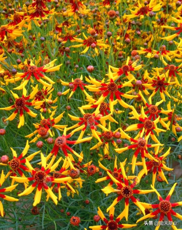 多彩金雞菊（二）