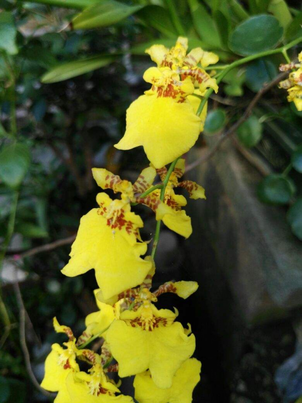 家裡養一盆吉祥蘭,耐陰開花多,還有吉祥好兆頭 家裡養一盆吉祥蘭,耐陰開花多,還有吉祥好兆頭