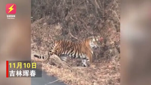 路上偶遇東北虎是什麼體驗？網友：大腦斧能有什麼壞心思呢