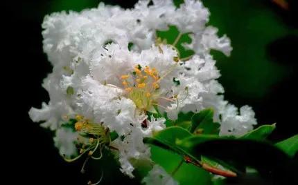 分享——紫薇花