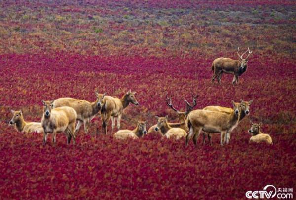 美翻!鹽蒿鋪成“紅地毯” 美翻!鹽蒿鋪成“紅地毯”