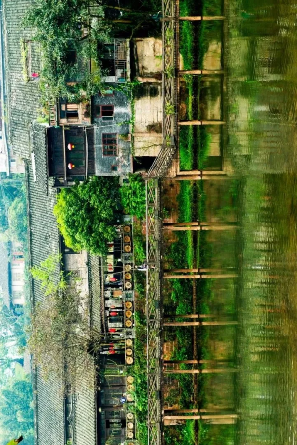 為什麼全國都愛四川的秋天! 為什麼全國都愛四川的秋天!