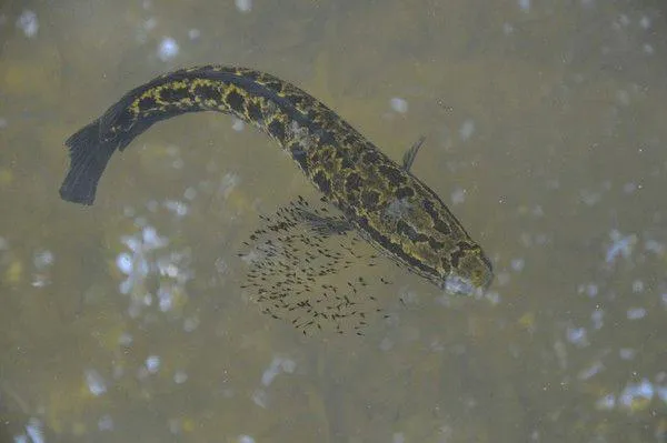 道教四不吃指的是什麼，為什麼不吃這些東西？