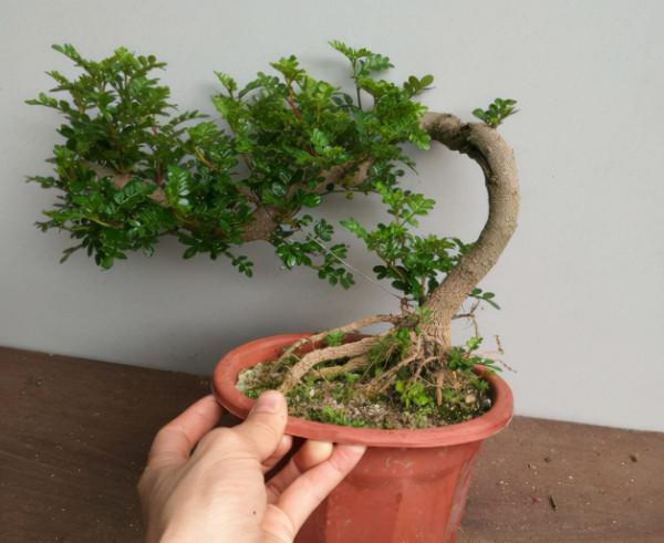 4種&OpenCurlyDoubleQuote;盆景花&rdquo;香味足，室內養一盆，好看又好養，養幾十年不厭煩