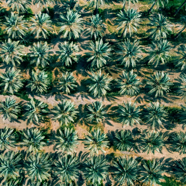 伊拉克，熱炸了｜地球知識局