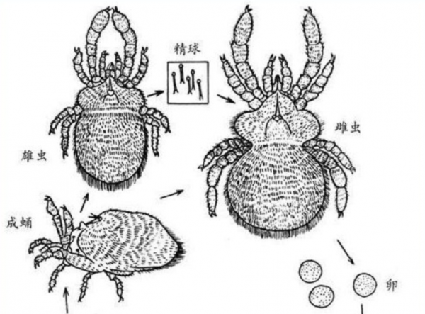 曬被子後有“太陽味”,是因為蟎蟲被烤焦了?科學家:太陽的功勞 曬被子後有“太陽味”,是因為蟎蟲被烤焦了?科學家:太陽的功勞