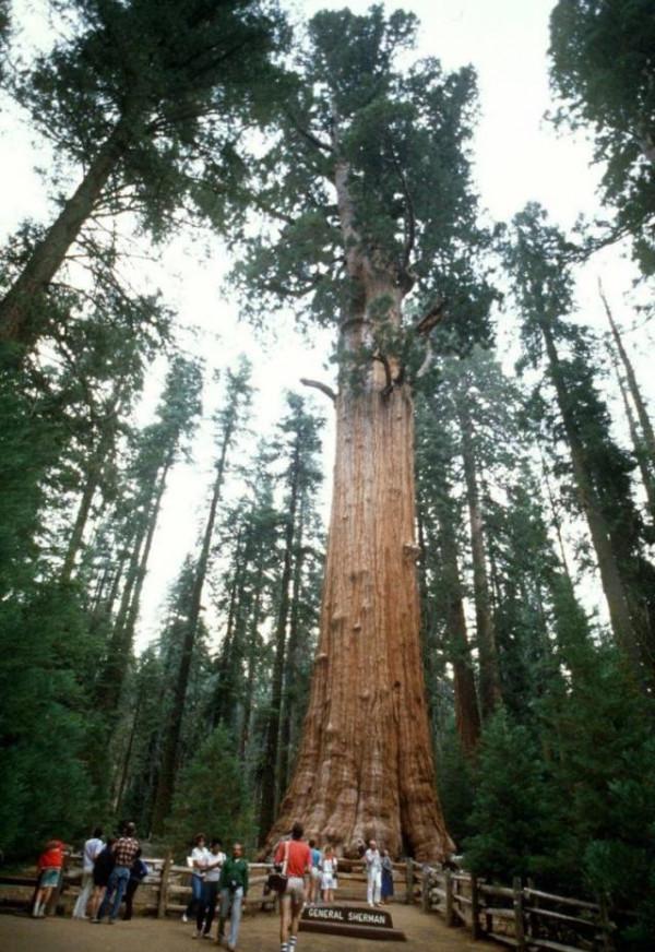 世界最大的樹：2800噸重被人們稱為“神木”，誕生時我國還在商朝