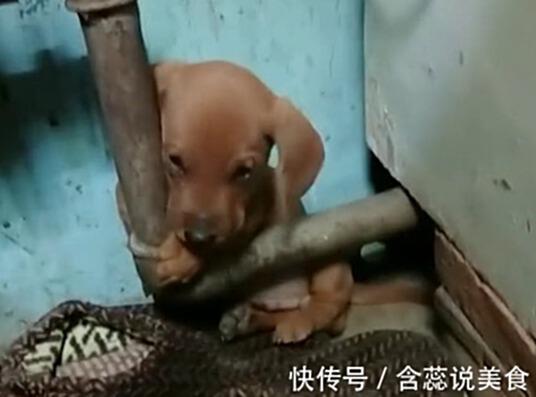 小狗剛到家就會抱著暖氣取暖，太萌啦