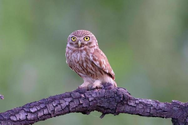 它是鳥嗎？新疆縱紋腹小鴞，萌呆啦