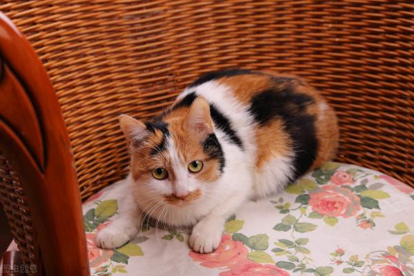 壽命最短的6種貓,它們也許只能陪伴你幾年 壽命最短的6種貓,它們也許只能陪伴你幾年