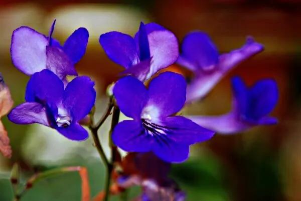 海角櫻草（堇蘭）