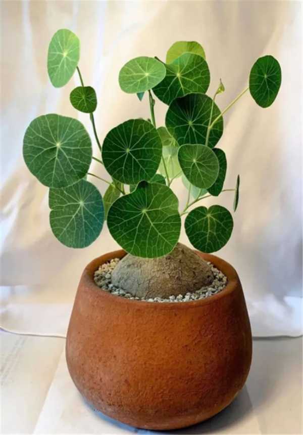 有錢人家的客廳，什麼花都可以不養，但這10種植物應該有