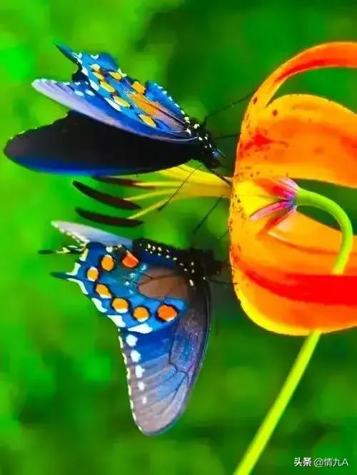 好漂亮的蝴蝶，美麗的草原我的家風景如畫