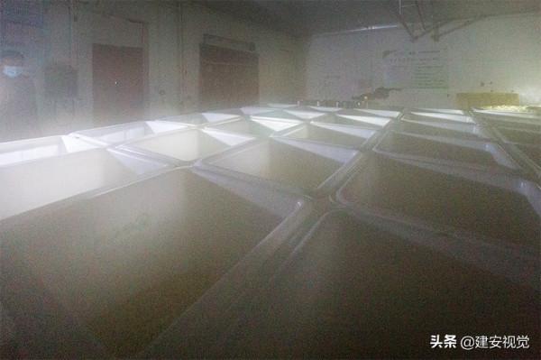 河南李彥軍：破解了國內豆芽行業的壞菜難題，打破了南北氣溫差異