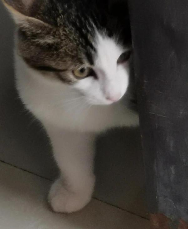 情感生活 丨 神奇的貓咪 能收集人的記憶? 情感生活 丨 神奇的貓咪 能收集人的記憶?