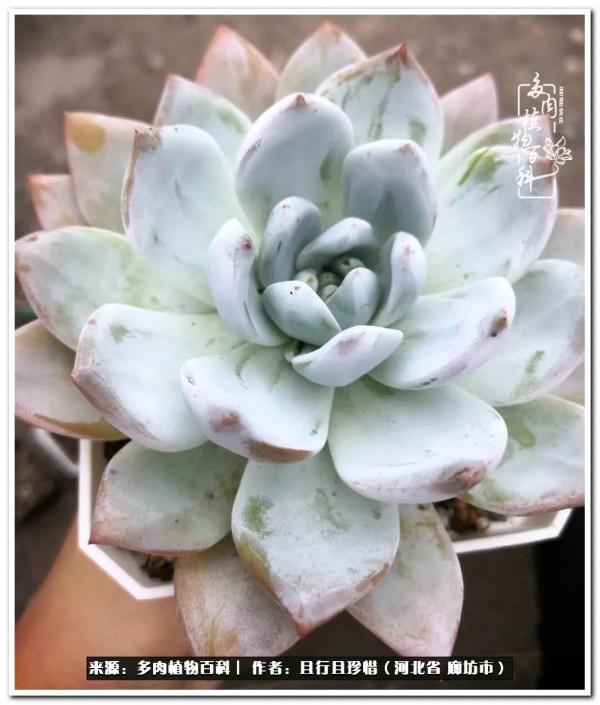 多肉的前世今生——論那些多肉的變化