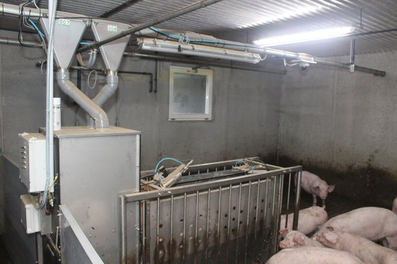 豬場參觀:育肥豬的“電子飼餵站” 豬場參觀:育肥豬的“電子飼餵站”